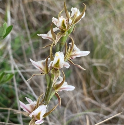 Prasophyllum basalticum (Snowy Leek Orchid) by NedJohnston