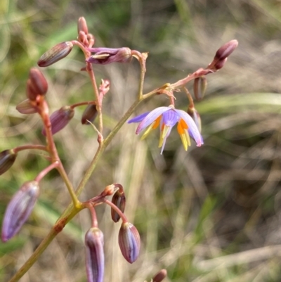 Dianella amoena (Grassland Flax-lily) at Barrington Tops National Park - 18 Dec 2023 by NedJohnston