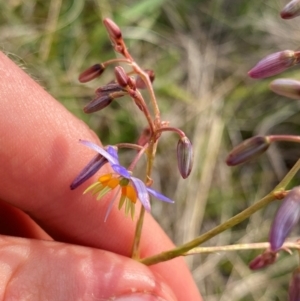 Dianella amoena at Barrington Tops, NSW - suppressed