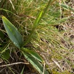 Dianella amoena at Barrington Tops, NSW - suppressed