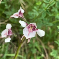 Diuris venosa (Veined Doubletail) at Barrington Tops National Park - 19 Dec 2023 by NedJohnston