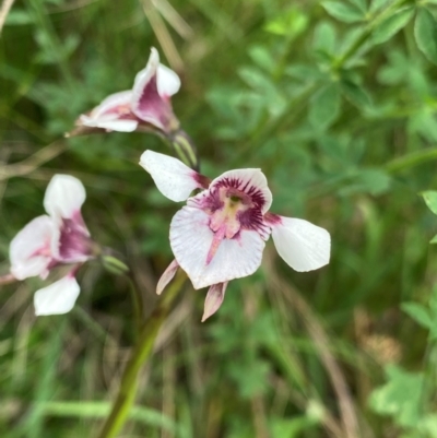 Diuris venosa (Veined Doubletail) at Barrington Tops, NSW - 18 Dec 2023 by NedJohnston