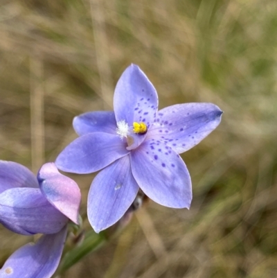 Thelymitra ixioides (Dotted Sun Orchid) at Moonan Brook, NSW - 19 Dec 2023 by NedJohnston