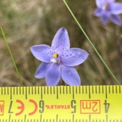 Thelymitra ixioides at Barrington Tops National Park - suppressed