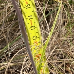 Thelymitra ixioides at Barrington Tops National Park - suppressed