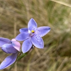 Thelymitra ixioides at Barrington Tops National Park - suppressed