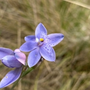 Thelymitra ixioides at Barrington Tops National Park - suppressed