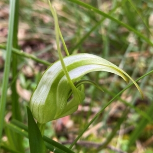 Pterostylis falcata at Barrington Tops National Park - suppressed