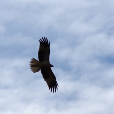 Haliastur sphenurus (Whistling Kite) at Forbes, NSW - 23 Feb 2018 by Tammy