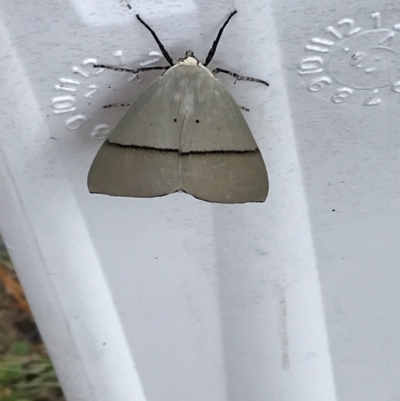 Gastrophora henricaria (Fallen-bark Looper, Beautiful Leaf Moth) at Greenleigh, NSW - 23 Dec 2023 by Ajg2230