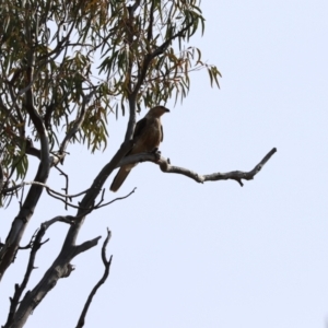 Haliastur sphenurus at Bourke, NSW - 29 May 2021 12:21 PM