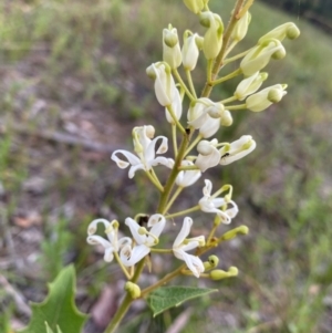 Lomatia ilicifolia at Croajingolong National Park - 7 Dec 2023