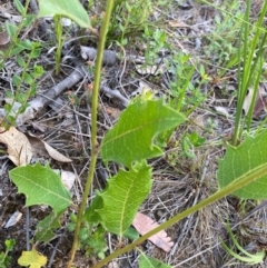 Lomatia ilicifolia at Croajingolong National Park - 7 Dec 2023