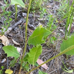 Lomatia ilicifolia at Croajingolong National Park - 7 Dec 2023