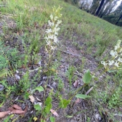 Lomatia ilicifolia at Croajingolong National Park - 7 Dec 2023