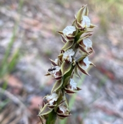Prasophyllum australe (Austral Leek Orchid) at Wingan River, VIC - 7 Dec 2023 by NedJohnston