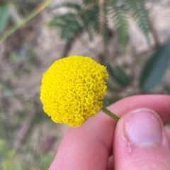 Craspedia variabilis (Common Billy Buttons) at Wingan River, VIC - 7 Dec 2023 by NedJohnston