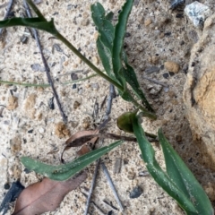 Craspedia variabilis at Croajingolong National Park - 7 Dec 2023