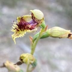 Calochilus herbaceus (Pale Beard Orchid) at Wingan River, VIC - 7 Dec 2023 by NedJohnston