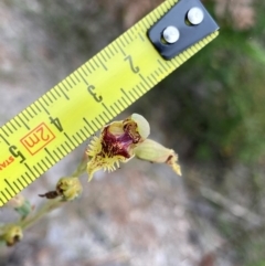 Calochilus herbaceus at Croajingolong National Park - 8 Dec 2023