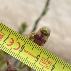 Calochilus herbaceus at Croajingolong National Park - suppressed