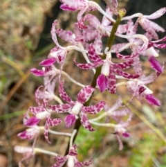 Dipodium variegatum (Blotched Hyacinth Orchid) at Termeil, NSW - 8 Dec 2023 by NedJohnston