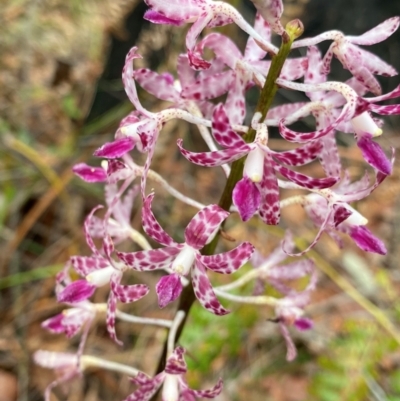 Dipodium variegatum (Blotched Hyacinth Orchid) at Meroo National Park - 8 Dec 2023 by NedJohnston