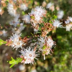 Kunzea ambigua (White Kunzea) at Meroo National Park - 8 Dec 2023 by NedJohnston