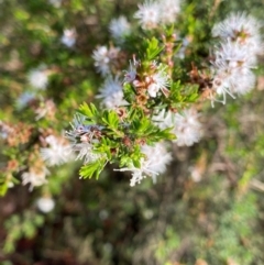 Kunzea ambigua at Meroo National Park - 9 Dec 2023