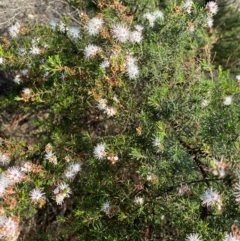 Kunzea ambigua at Meroo National Park - suppressed