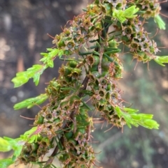 Kunzea ambigua at Meroo National Park - 9 Dec 2023