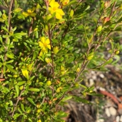 Hibbertia linearis at Termeil, NSW - 8 Dec 2023 by NedJohnston