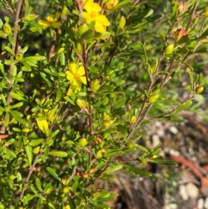 Hibbertia linearis at Meroo National Park - 9 Dec 2023 08:34 AM