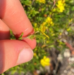 Hibbertia linearis at Meroo National Park - 9 Dec 2023