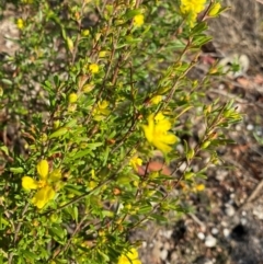 Hibbertia linearis at Meroo National Park - 9 Dec 2023