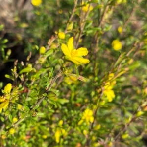 Hibbertia linearis at Meroo National Park - 9 Dec 2023 08:34 AM