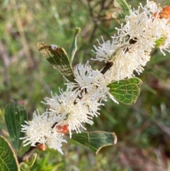 Hakea dactyloides (Finger Hakea) at Meroo National Park - 8 Dec 2023 by NedJohnston