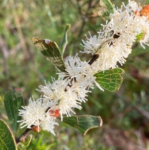 Hakea dactyloides at Meroo National Park - 9 Dec 2023