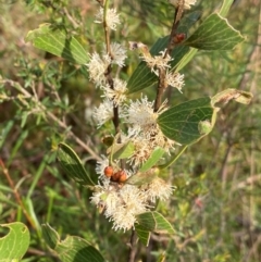 Hakea dactyloides at Meroo National Park - 9 Dec 2023