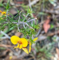 Dillwynia retorta at Termeil, NSW - 8 Dec 2023 by NedJohnston