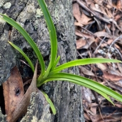 Cymbidium suave (Snake Orchid) at Termeil, NSW - 8 Dec 2023 by NedJohnston