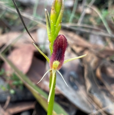 Cryptostylis hunteriana (Leafless Tongue Orchid) at Termeil, NSW - 8 Dec 2023 by NedJohnston