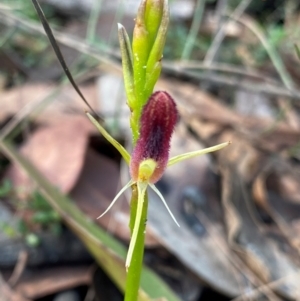 Cryptostylis hunteriana at Meroo National Park - 9 Dec 2023