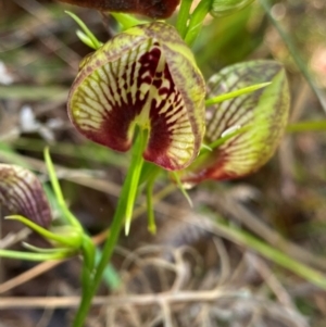 Cryptostylis erecta at Meroo National Park - 9 Dec 2023