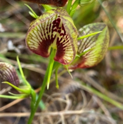 Cryptostylis erecta (Bonnet Orchid) at Meroo National Park - 9 Dec 2023 by NedJohnston