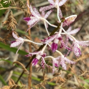 Dipodium variegatum at Meroo National Park - suppressed