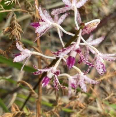 Dipodium variegatum (Blotched Hyacinth Orchid) at Termeil, NSW - 9 Dec 2023 by NedJohnston