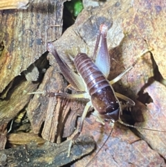Gryllacrididae sp. (family) (Wood, Raspy or Leaf Rolling Cricket) at Termeil, NSW - 9 Dec 2023 by NedJohnston
