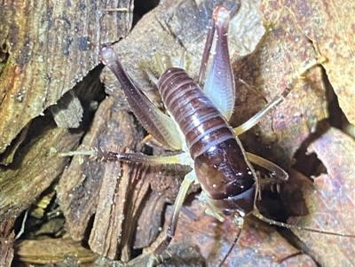 Penalva sp (Forest Cricket) at Meroo National Park - 9 Dec 2023 by NedJohnston