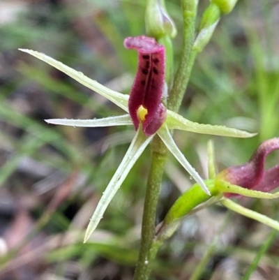 Cryptostylis leptochila (Small Tongue Orchid) at Mogo, NSW - 10 Dec 2023 by NedJohnston